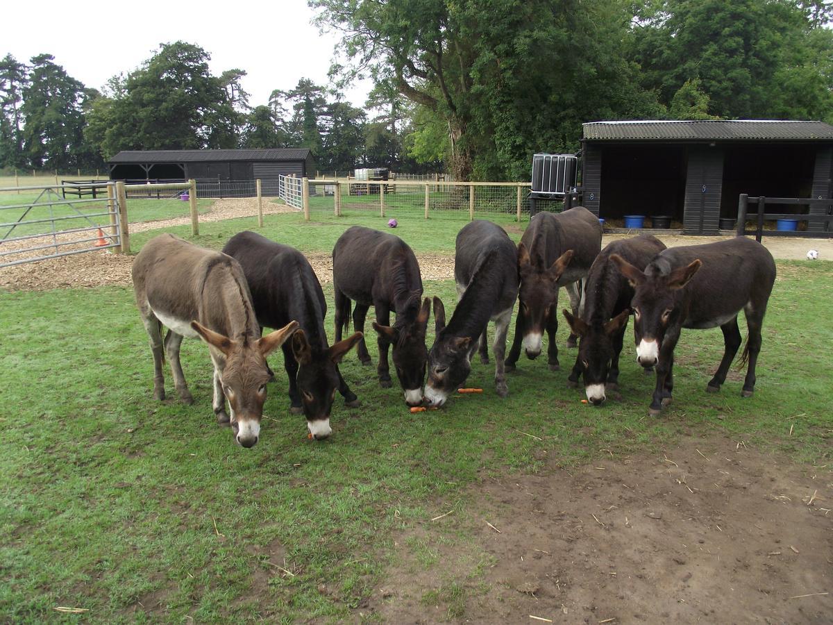 Wyvern Farm Garvestone Kültér fotó