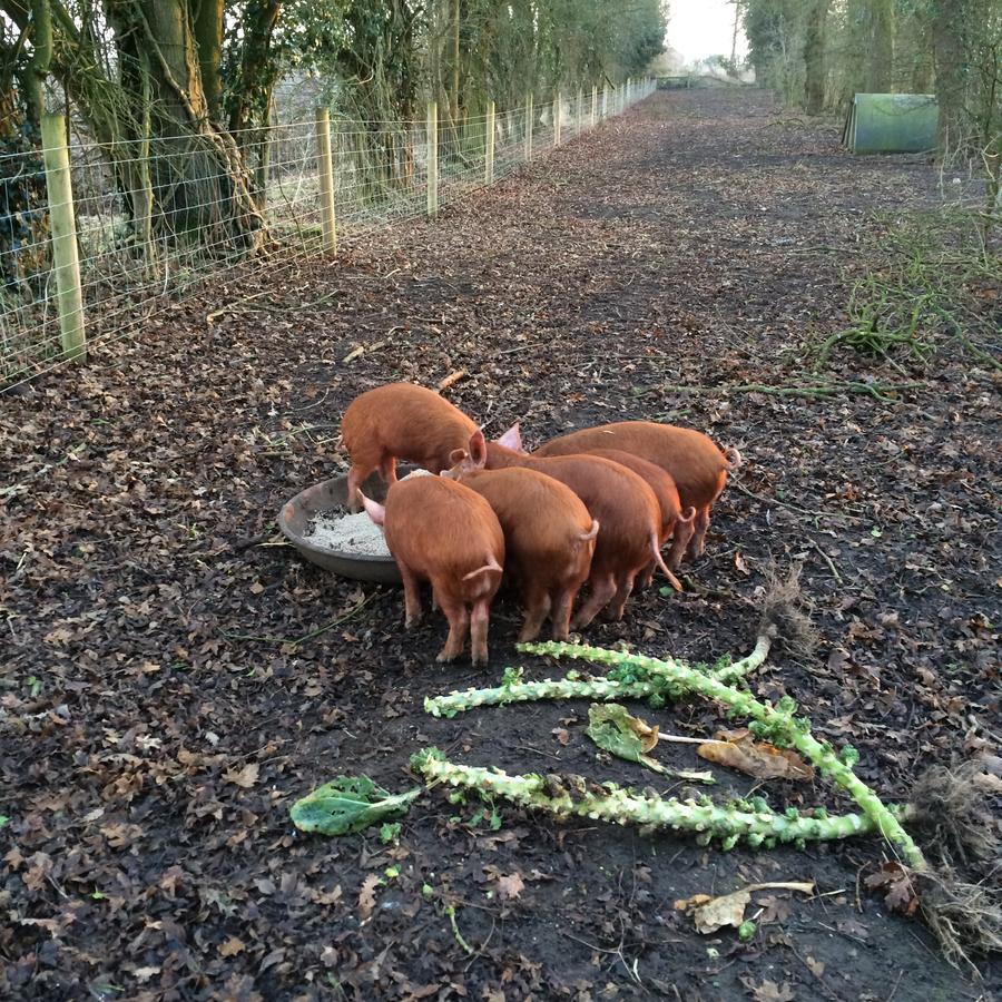 Wyvern Farm Garvestone Kültér fotó